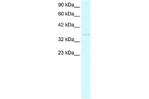 WB Suggested Anti-CDX4 Antibody Titration:  0. (CDX4 anticorps  (C-Term))