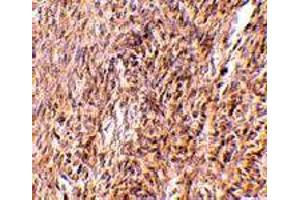 Immunohistochemistry of Trim30 in mouse ovary tissue with Trim30 polyclonal antibody  at 10 ug/mL . (TRIM30 anticorps  (N-Term))