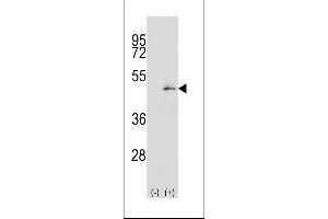 Western blot analysis of P2K1 (arrow) using rabbit polyclonal P2K1 Antibody  (ABIN392479 and ABIN2842059). (MEK1 anticorps  (AA 196-225))