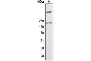 Western blot analysis of ALMS1 expression in K562 (A) whole cell lysates. (ALMS1 anticorps  (Center))