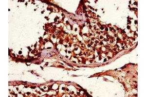 Immunohistochemistry of paraffin-embedded human testis tissue using ABIN7151222 at dilution of 1:100