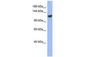 Image no. 1 for anti-Zinc Finger Protein 423 (Znf423) (C-Term) antibody (ABIN6742828) (Znf423 anticorps  (C-Term))