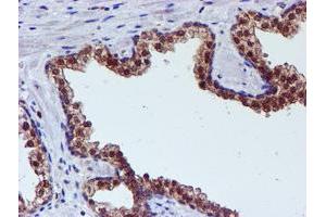 Image no. 1 for anti-Spermine Synthase, SMS (SMS) antibody (ABIN1501093) (SMS anticorps)