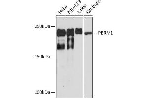 Western blot analysis of extracts of various cell lines, using PBRM1 Rabbit mAb (ABIN1512585, ABIN3020942, ABIN3020943 and ABIN7101308) at 1:1000 dilution. (Polybromo 1 anticorps)