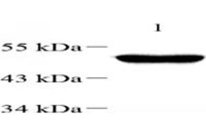 Western blot analysis of TBXT (ABIN7075815),at dilution of 1: 1000,Lane 1: Mouse testis tissue lysate