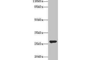 Western blot All lanes: IZUMO4 antibody at 2 μg/mL + Rat gonadal tissue Secondary Goat polyclonal to rabbit IgG at 1/10000 dilution Predicted band size: 27, 25, 18, 19 kDa Observed band size: 27 kDa (IZUMO4 anticorps  (AA 16-214))