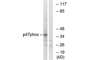 Western Blotting (WB) image for anti-Neutrophil Cytosol Factor 1 (NCF1) (AA 331-380) antibody (ABIN2888918) (NCF1 anticorps  (AA 331-380))