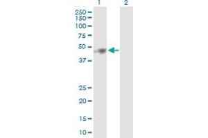Western Blot analysis of SLC25A24 expression in transfected 293T cell line by SLC25A24 MaxPab polyclonal antibody.