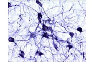Immunohistochemical staining of catecholaminergic neurons in the rat brain stem. (Tyrosine Hydroxylase anticorps  (AA 61-77))