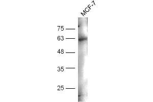 MCF-7 cell lysates probed with Anti-CD244(Tyr271) Polyclonal Antibody, Unconjugated  at 1:5000 for 90 min at 37˚C. (2B4 anticorps  (pTyr271))