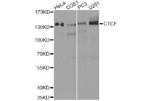 Western blot analysis of extracts of various cell lines, using CTCF antibody. (CTCF anticorps  (AA 1-260))