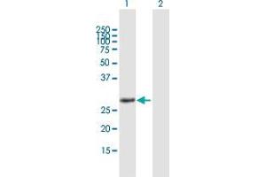 Western Blot analysis of HES4 expression in transfected 293T cell line by HES4 MaxPab polyclonal antibody. (HES4 anticorps  (AA 1-221))