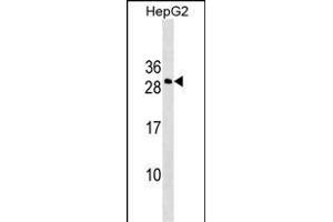 DDIT4L Antibody (N-term) (ABIN1539499 and ABIN2849122) western blot analysis in HepG2 cell line lysates (35 μg/lane).