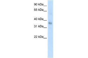 Western Blot showing TGFB1 antibody used at a concentration of 1. (TGFB1 anticorps  (Middle Region))