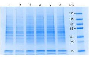 SDS-PAGE (SDS) image for Raji Whole Cell Lysate (ABIN964028)