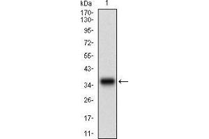 Western blot analysis using MAPK14 mAb against human MAPK14 recombinant protein.