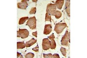 Image no. 3 for anti-Aspartoacylase (ASPA) (AA 89-118), (N-Term) antibody (ABIN452768)