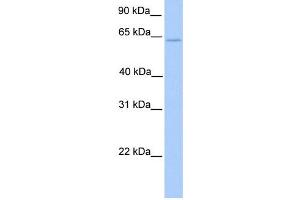 WB Suggested Anti-ELF4 Antibody Titration:  0. (Elf4 anticorps  (C-Term))