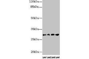 Western blot All lanes: AQP1 antibody at 16 μg/mL Lane 1: Rat heart tissue Lane 2: Mouse skeletal muscle tissue Lane 3: A549 whole cell lysate Lane 4: 293T whole cell lysate Secondary Goat polyclonal to rabbit IgG at 1/10000 dilution Predicted band size: 29, 20, 24, 17 kDa Observed band size: 29 kDa