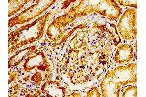 Immunohistochemistry of paraffin-embedded human kidney tissue using ABIN7156468 at dilution of 1:100