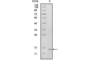 Western Blot showing EhpB6 antibody used against truncated EhpB6 recombinant protein (1). (EPH Receptor B6 anticorps  (AA 601-750))