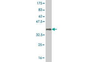 Western Blot detection against Immunogen (33.