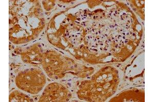 IHC image of ABIN7159941 diluted at 1:400 and staining in paraffin-embedded human kidney tissue performed on a Leica BondTM system. (RHOT2 anticorps  (AA 84-300))