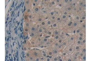 Detection of aZGP1 in Human Liver Tissue using Polyclonal Antibody to Alpha-2-Glycoprotein 1, Zinc Binding (aZGP1)