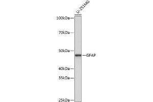 Western blot analysis of extracts of U-251MG cells, using GFAP antibody (ABIN7267389) at 1:1000 dilution. (GFAP anticorps)