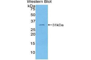 Western Blotting (WB) image for anti-Tubulin, epsilon 1 (TUBE1) (AA 236-473) antibody (ABIN3203922) (TUBE1 anticorps  (AA 236-473))