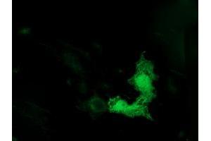 Anti-TUBB4 mouse monoclonal antibody (ABIN2454709) immunofluorescent staining of COS7 cells transiently transfected by pCMV6-ENTRY TUBB4 (RC203945). (TUBB4 anticorps)