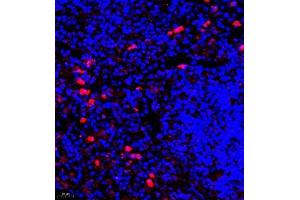 Immunofluorescence of paraffin embedded rat spleen using CSF1 (ABIN7073553) at dilution of 1:900 (400x lens)
