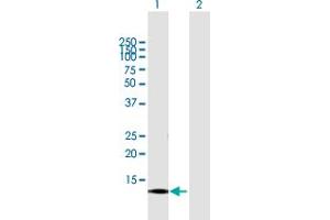 Western Blot analysis of CNIH3 expression in transfected 293T cell line by CNIH3 MaxPab polyclonal antibody. (CNIH3 anticorps  (AA 1-160))