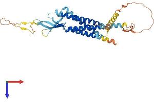 AlphaFold protein structure predicition of Mouse Recombinant Gsg1 Protein, UniprotID Q8R1W2