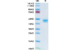 Human MCEMP1 on Tris-Bis PAGE under reduced condition. (MCEMP1 Protein (AA 107-187) (Fc Tag))