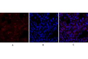 Immunofluorescence analysis of rat lung tissue.