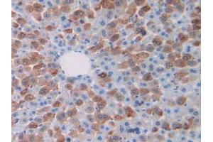 IHC-P analysis of Mouse Liver Tissue, with DAB staining.
