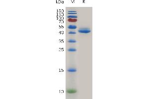 Mouse GITR Ligand Protein, hFc Tag on SDS-PAGE under reducing condition.
