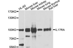 Western blot analysis of extracts of various cell lines, using IL17RA antibody. (IL17RA anticorps)