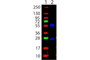 Western Blot showing detection of Mouse IgG, heavy and light chain, blocking in MB-013.