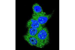 Confocal immunofluorescent analysis of Aldolase (ALDOA) Antibody (N-term) (ABIN389191 and ABIN2839354) with HepG2 cell followed by Alexa Fluor 488-conjugated goat anti-rabbit lgG (green). (ALDOA anticorps  (N-Term))
