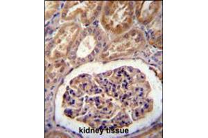 MGP Antibody immunohistochemistry analysis in formalin fixed and paraffin embedded human kidney tissue followed by peroxidase conjugation of the secondary antibody and DAB staining.