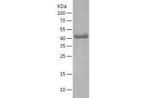 Western Blotting (WB) image for Activity-Regulated Cytoskeleton-Associated Protein (Arc) (AA 1-396) protein (His-IF2DI Tag) (ABIN7121884)