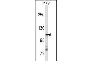 JMY Antibody (N-term) (ABIN1881469 and ABIN2838360) western blot analysis in Y79 cell line lysates (35 μg/lane). (JMY anticorps  (N-Term))