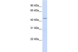 WB Suggested Anti-LEF1 Antibody Titration:  0. (LEF1 anticorps  (N-Term))