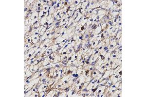 Immunohistochemistry (IHC) image for anti-Butyrylcholinesterase (BCHE) antibody (ABIN1871242) (Butyrylcholinesterase anticorps)