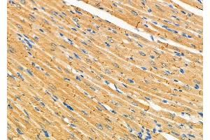 ABIN6265714 and ABIN6277332 at 1/100 staining Rat heart tissue by IHC-P. (TRAP1 anticorps  (Internal Region))