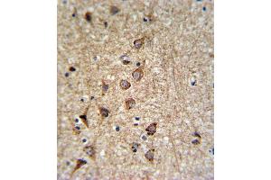 SLC25A37 Antibody (C-term) (ABIN653670 and ABIN2843002) IHC analysis in formalin fixed and paraffin embedded brain tissue followed by peroxidase conjugation of the secondary antibody and DAB staining.