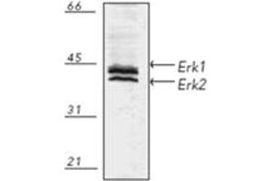 Western blot analysis of human A431 fibroblast cell lysate, probed with Erk1/2 pAb. (ERK1/2 anticorps)