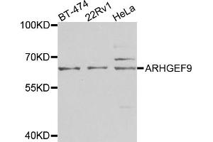 Western blot analysis of extracts of various cell lines, using ARHGEF9 antibody (ABIN5975759) at 1/1000 dilution.